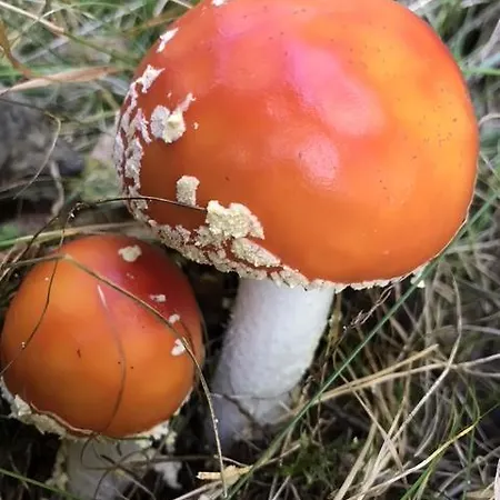 Ξενοδοχείο Dayarta *