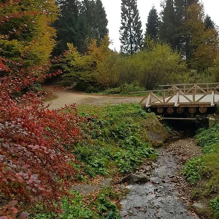 Dayarta * Skhidnytsia